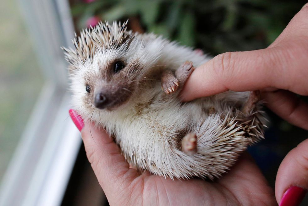 6 Reasons Hedgehogs Make The Best Pets