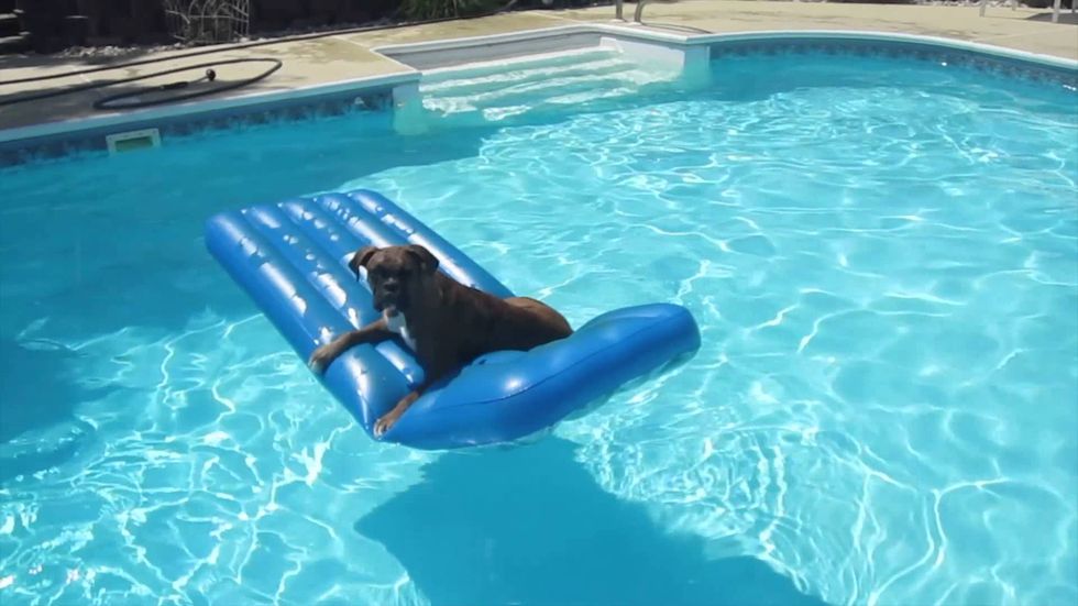 Summer as Told By My Dog