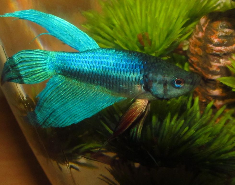 5 Reasons Why You Need A Betta Fish