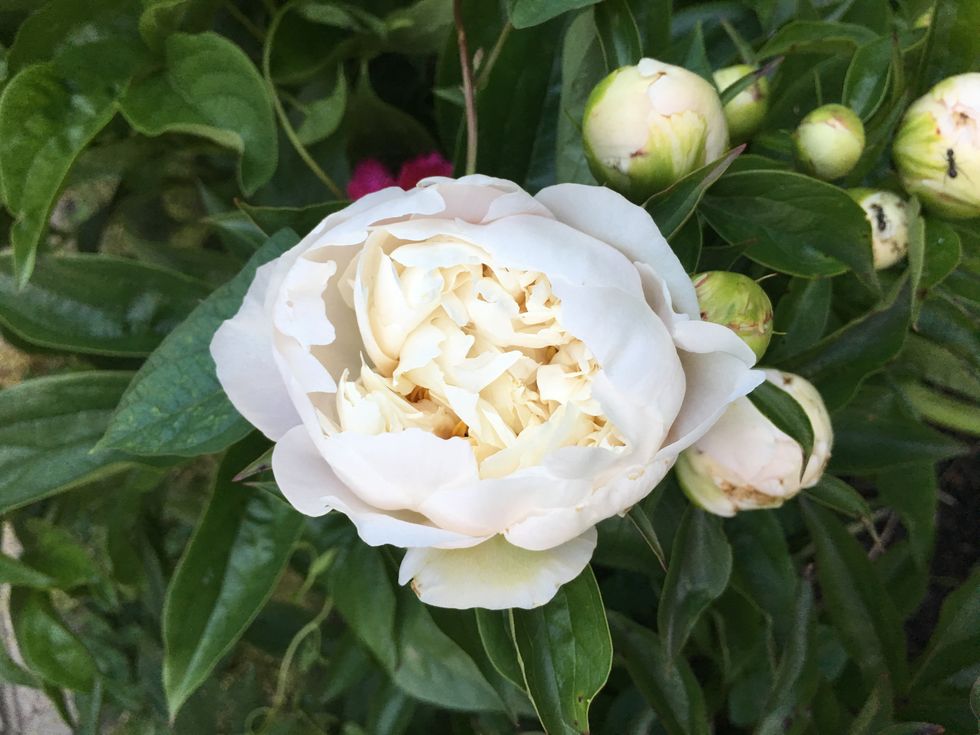 An Open Letter To The Girl I Was And The Lady I'm Becoming