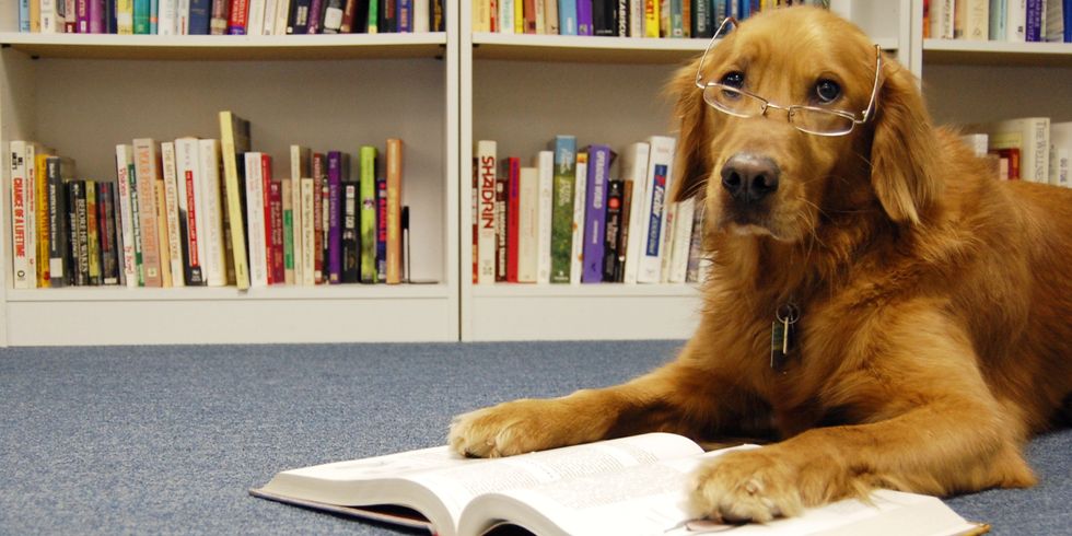 15 Times Animals Embodied Your Finals Week Struggles