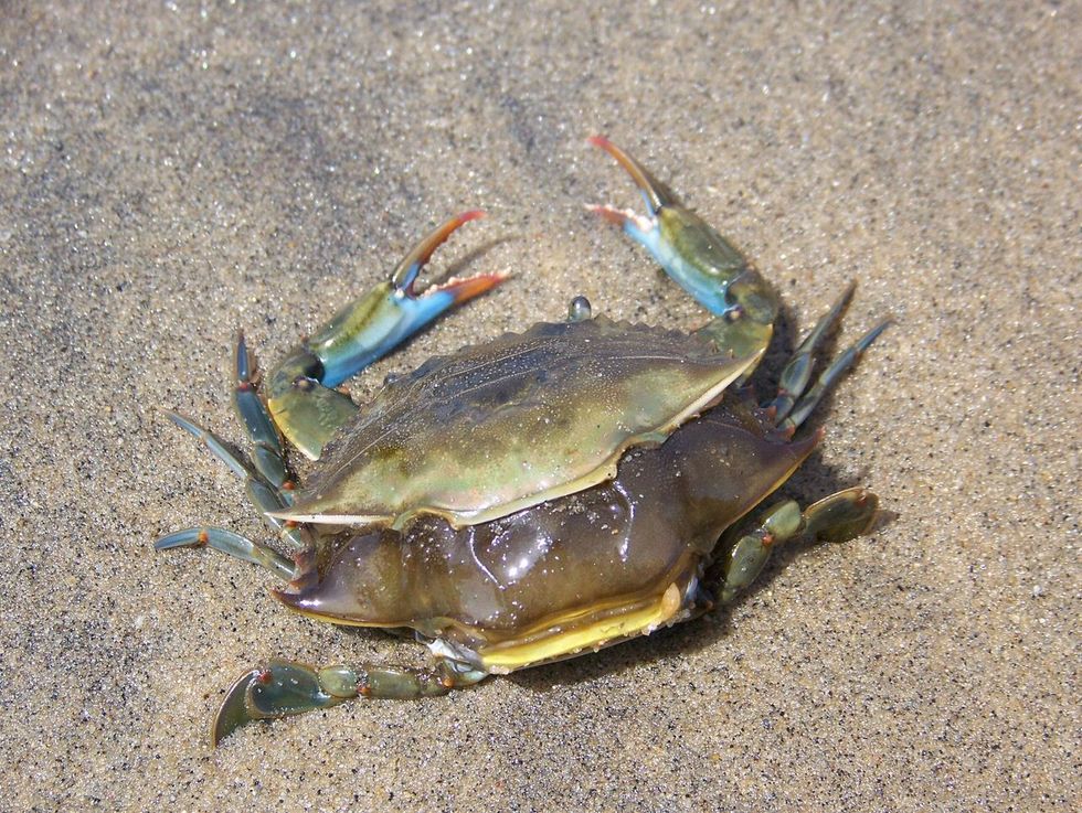 Growth: Completely Normal