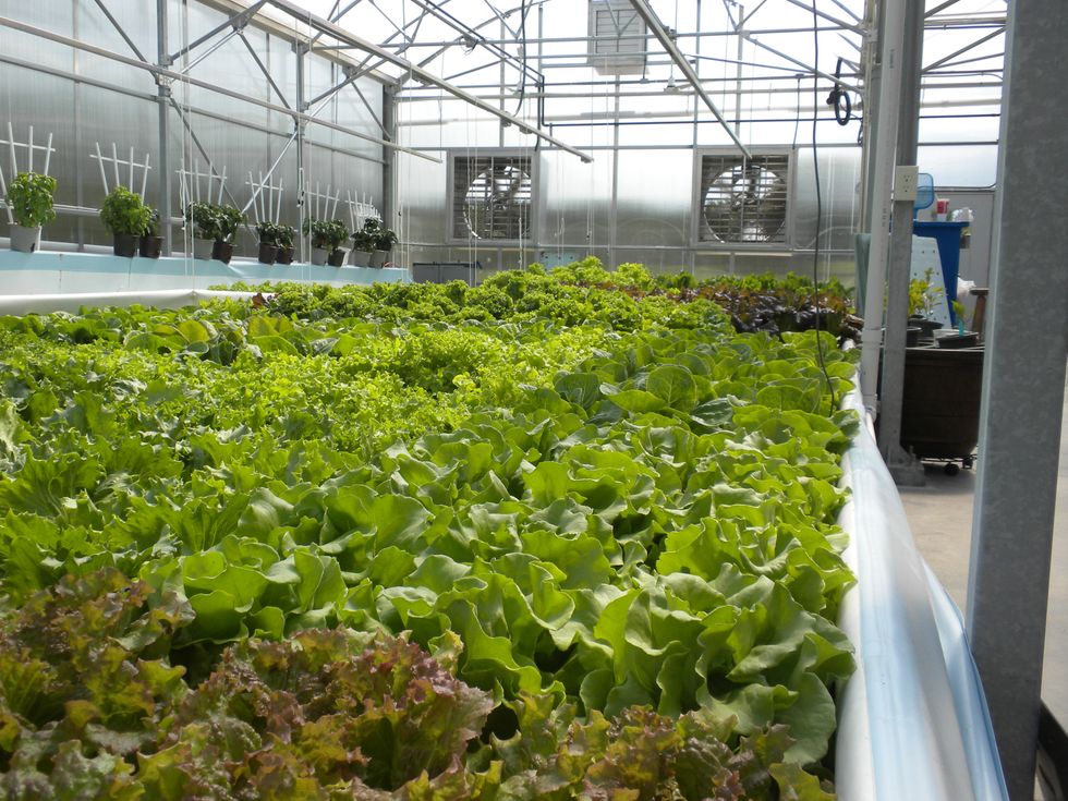 Aquaponics: The New Frontier Of Sustainable Farming