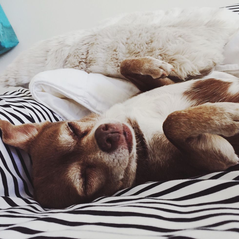 An Open Letter to My Dog