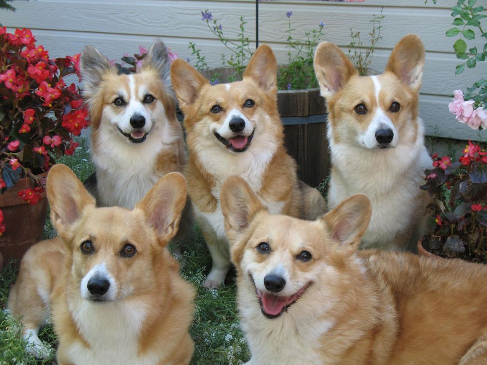 10 Fun Facts About Corgis You Should Know