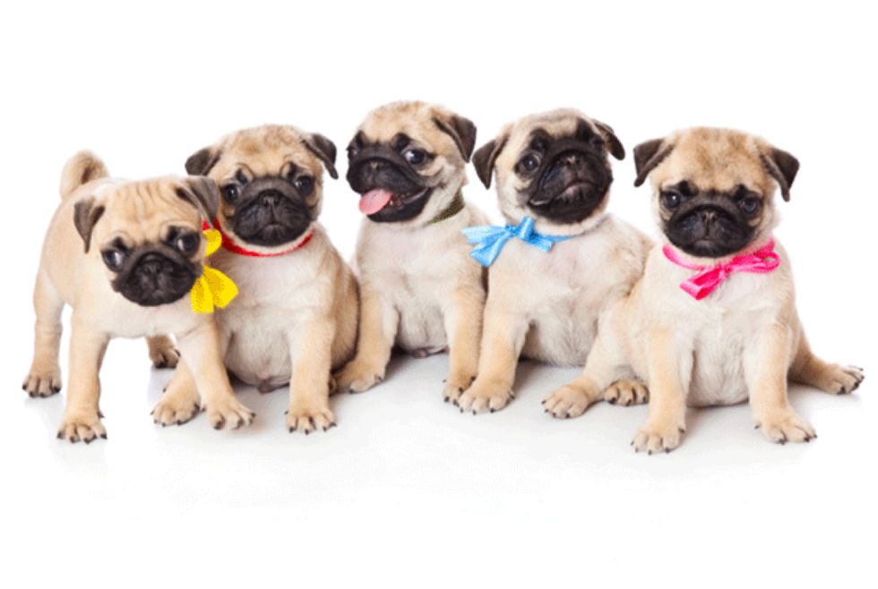 12 Pug GIFs To Brighten Your Day