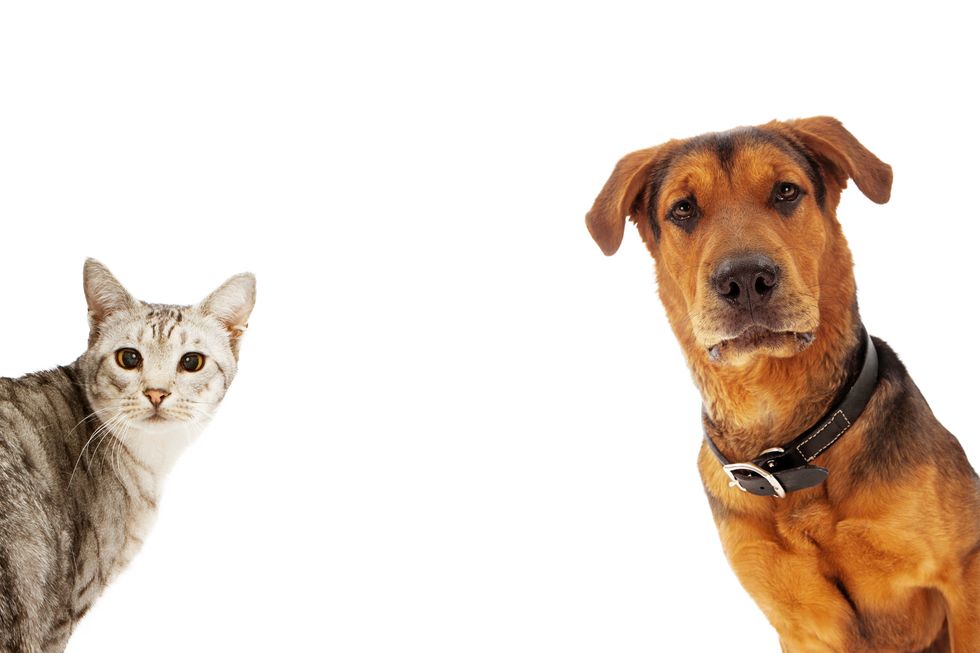 Dogs Or Cats? A Tail Of Two Species