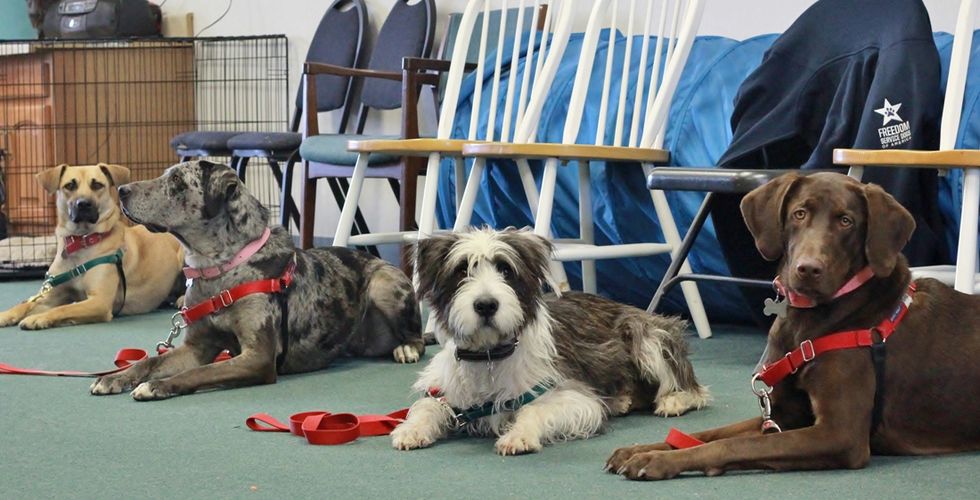 The Top Breeds of Service