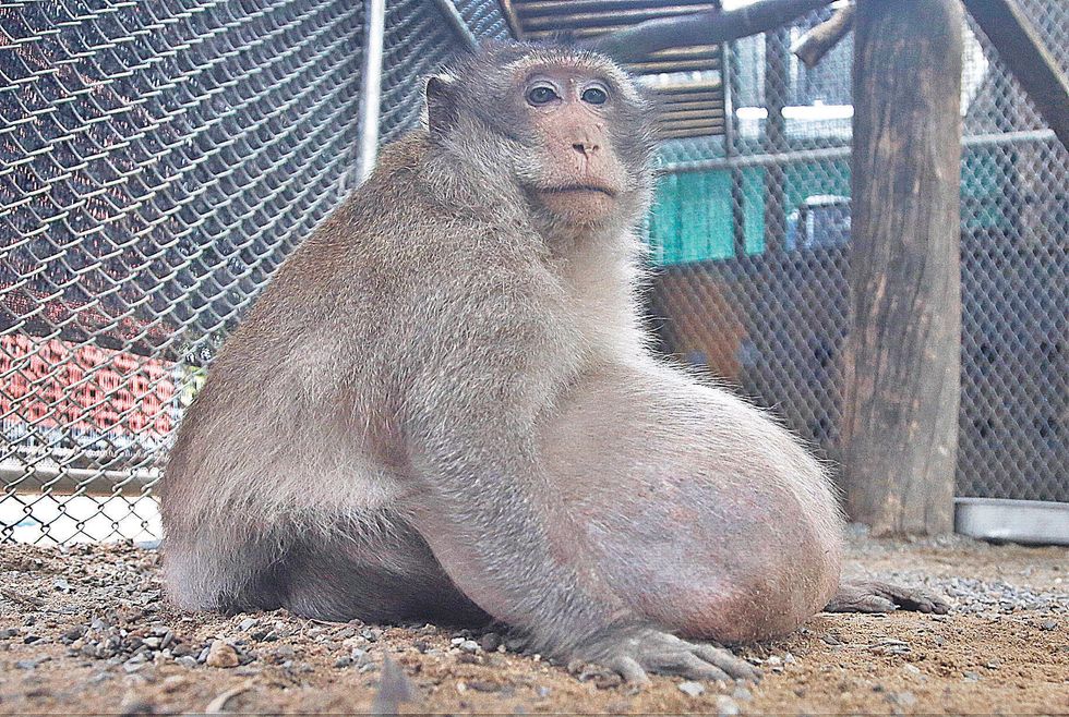 What Uncle Fat Teaches Us About Public Health