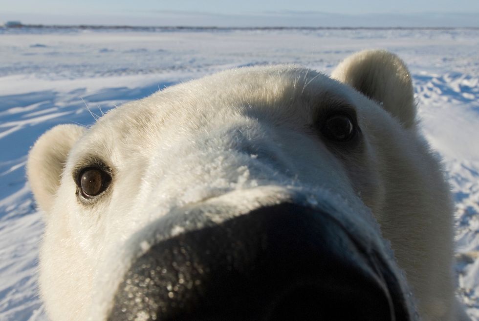 8 Reasons To Love Polar Bears