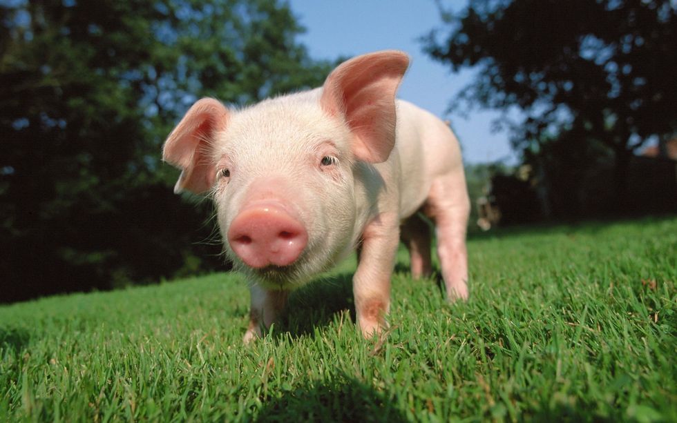 Why I Don't Eat Pork, And No, It's Not What You Think The Odyssey Online
