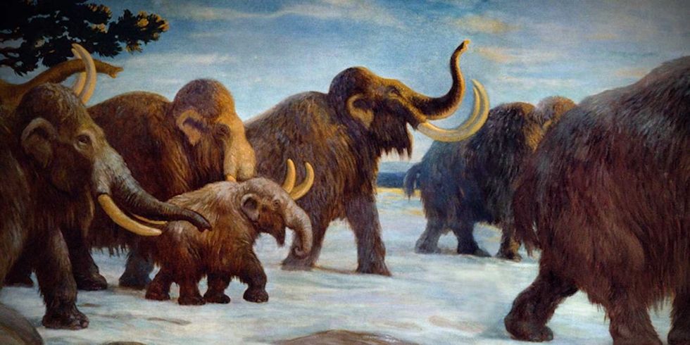 4 Reasons Why We Should Not Bring Back The Woolly Mammoth
