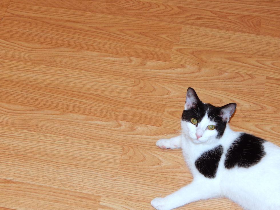 10 Reasons Why Cats Are The Best The Odyssey Online