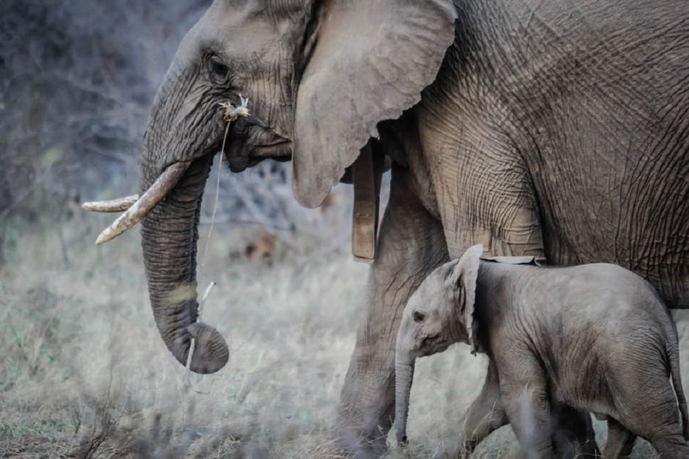 Ivory Is For Elephants