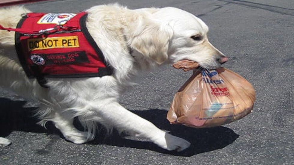 I'm A Dog Lover, But Please Don't Try To Pass Off Your Pet As A Service Dog