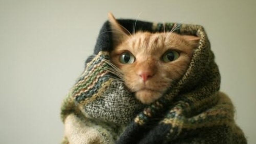 10 Things Only People Who Live With Cats Will Understand