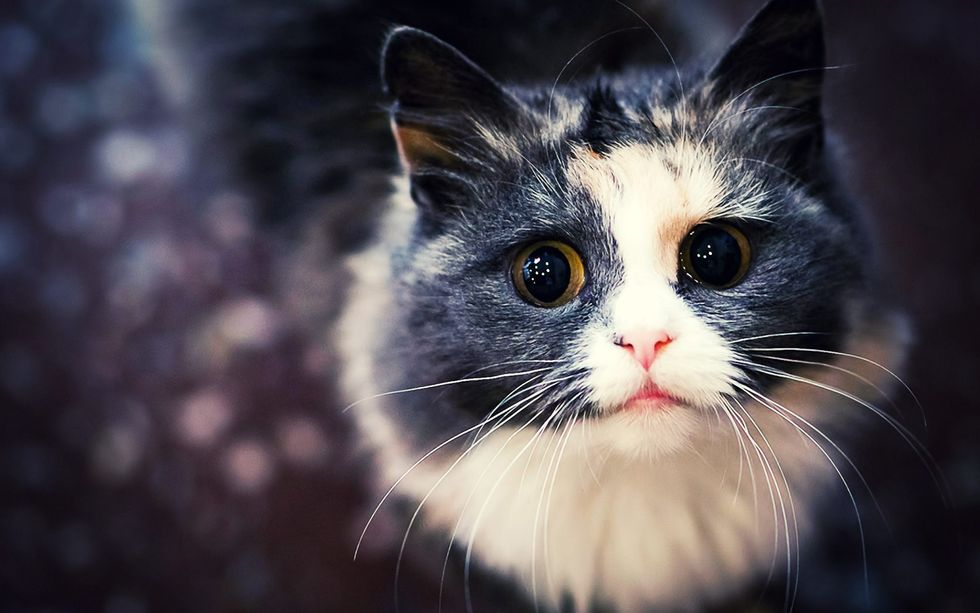 20 Reasons Why Cats Are Superior To Dogs