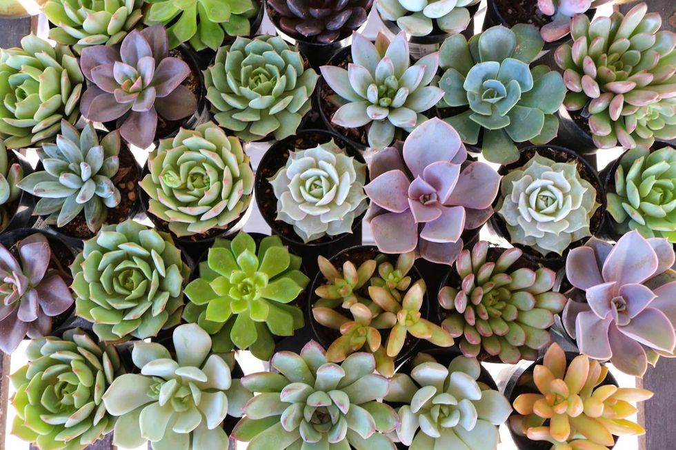 If I See One More Succulent, I Will Burn Down The Earth