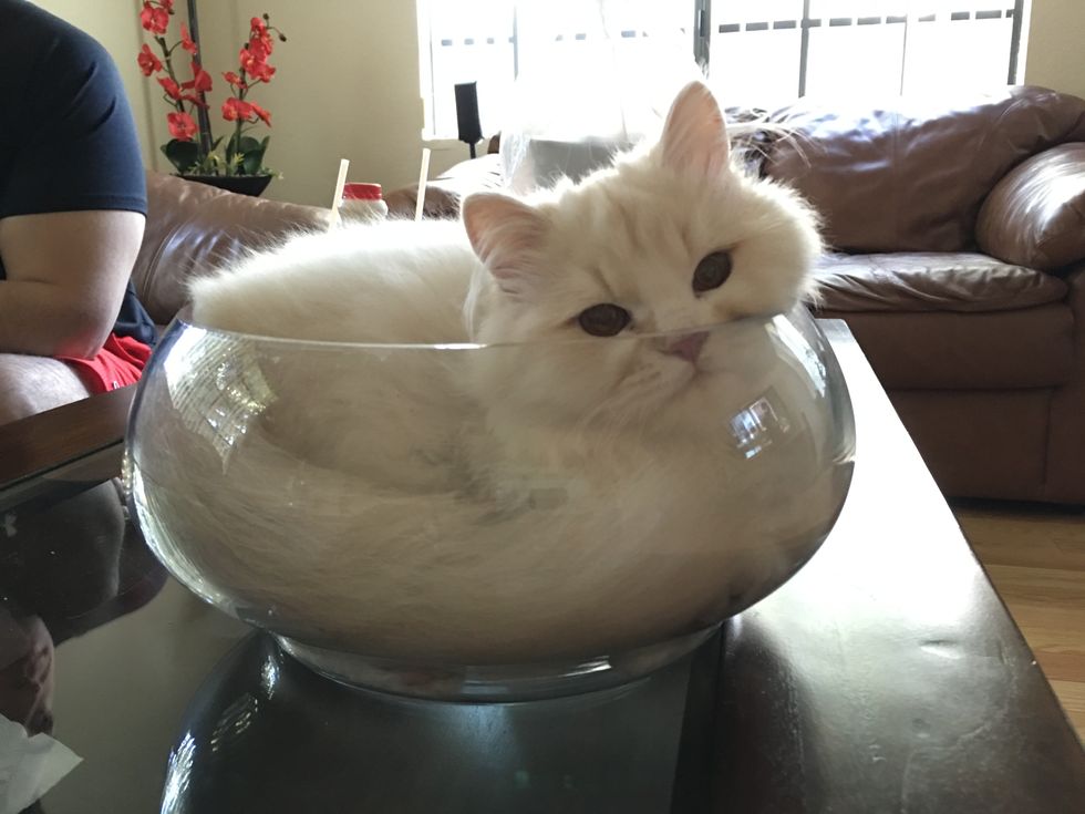 An Analysis of: "If I Fits, I Sits"