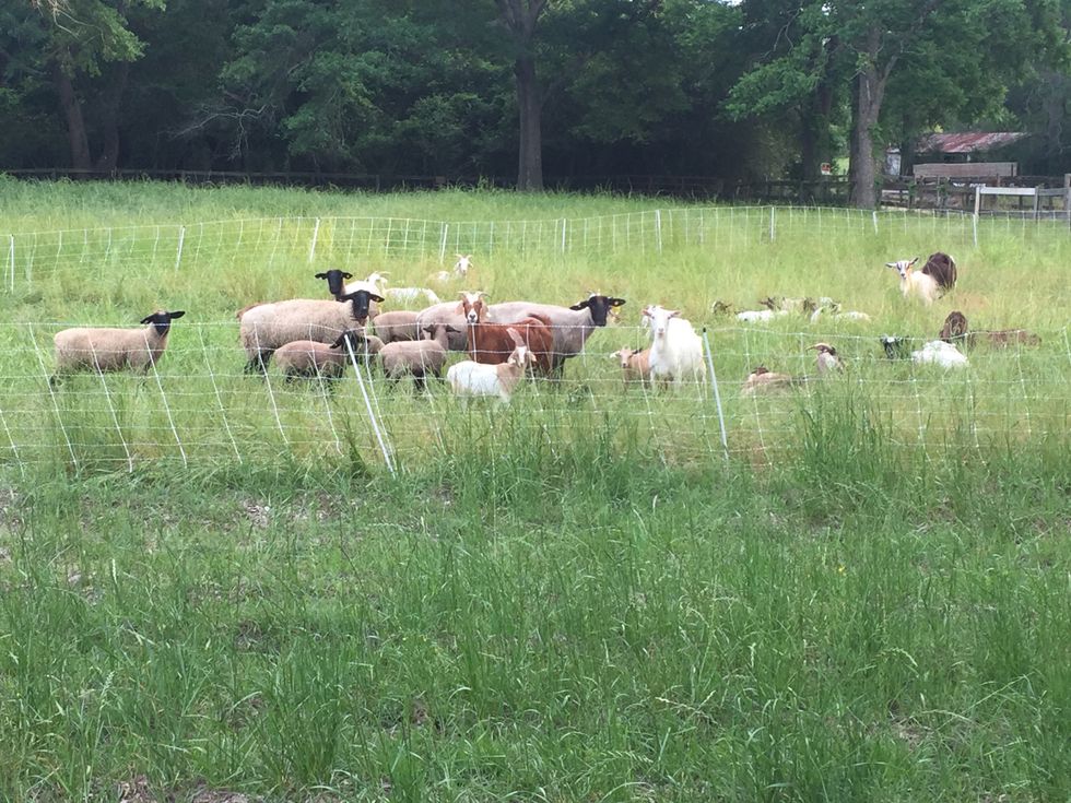 Agricultural Suicide