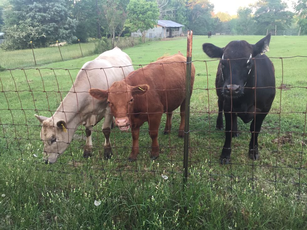 Anonymous Extraordinaries Of Agriculture