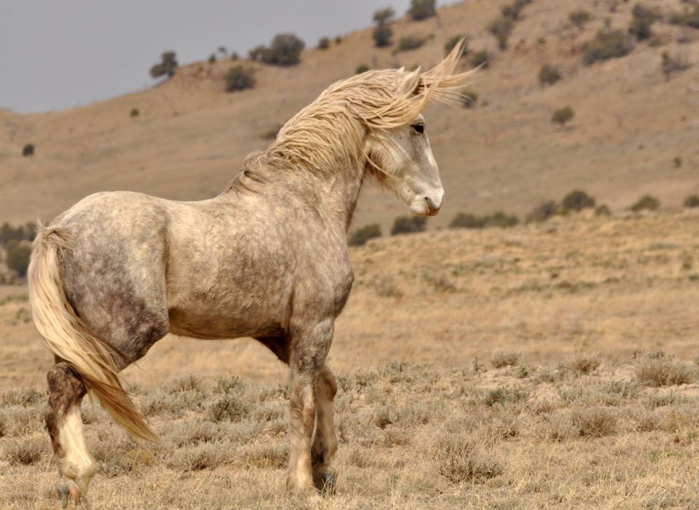 If You Watch The Kentucky Derby - You're Supporting Horse Abuse