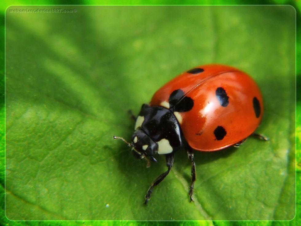 The 5 Most Fascinating Insects