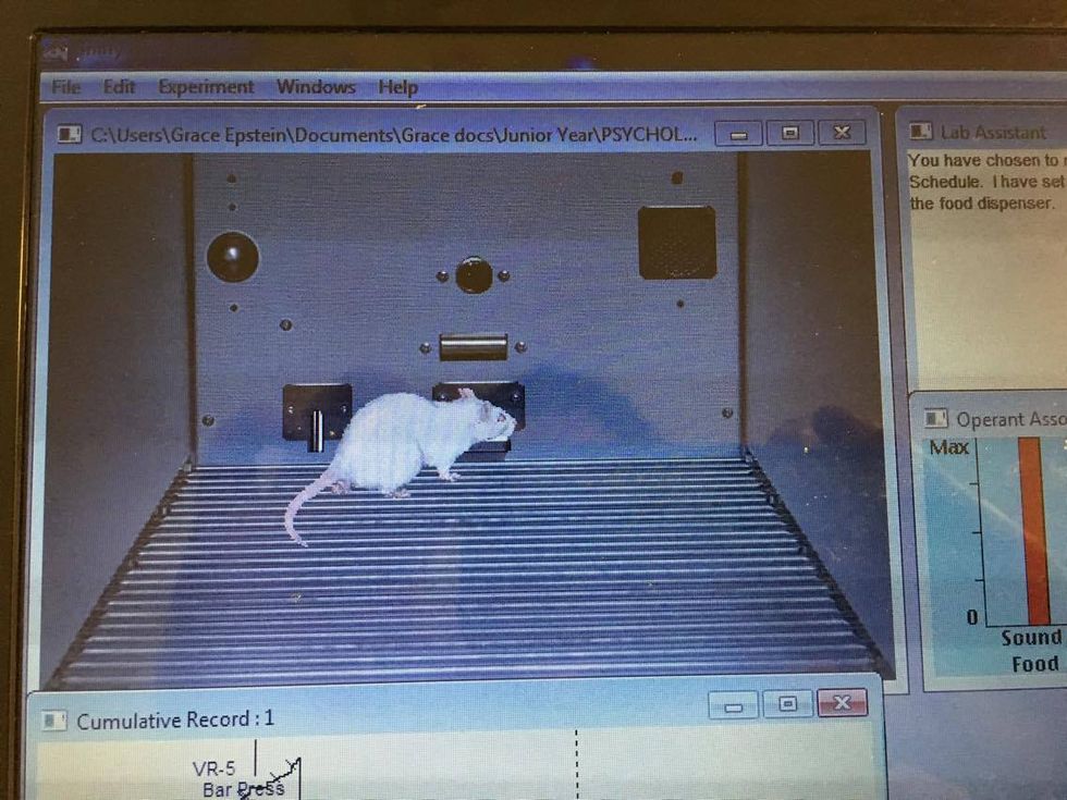 How To Train Your Virtual Rat, And Other Psychology Major-Related Things