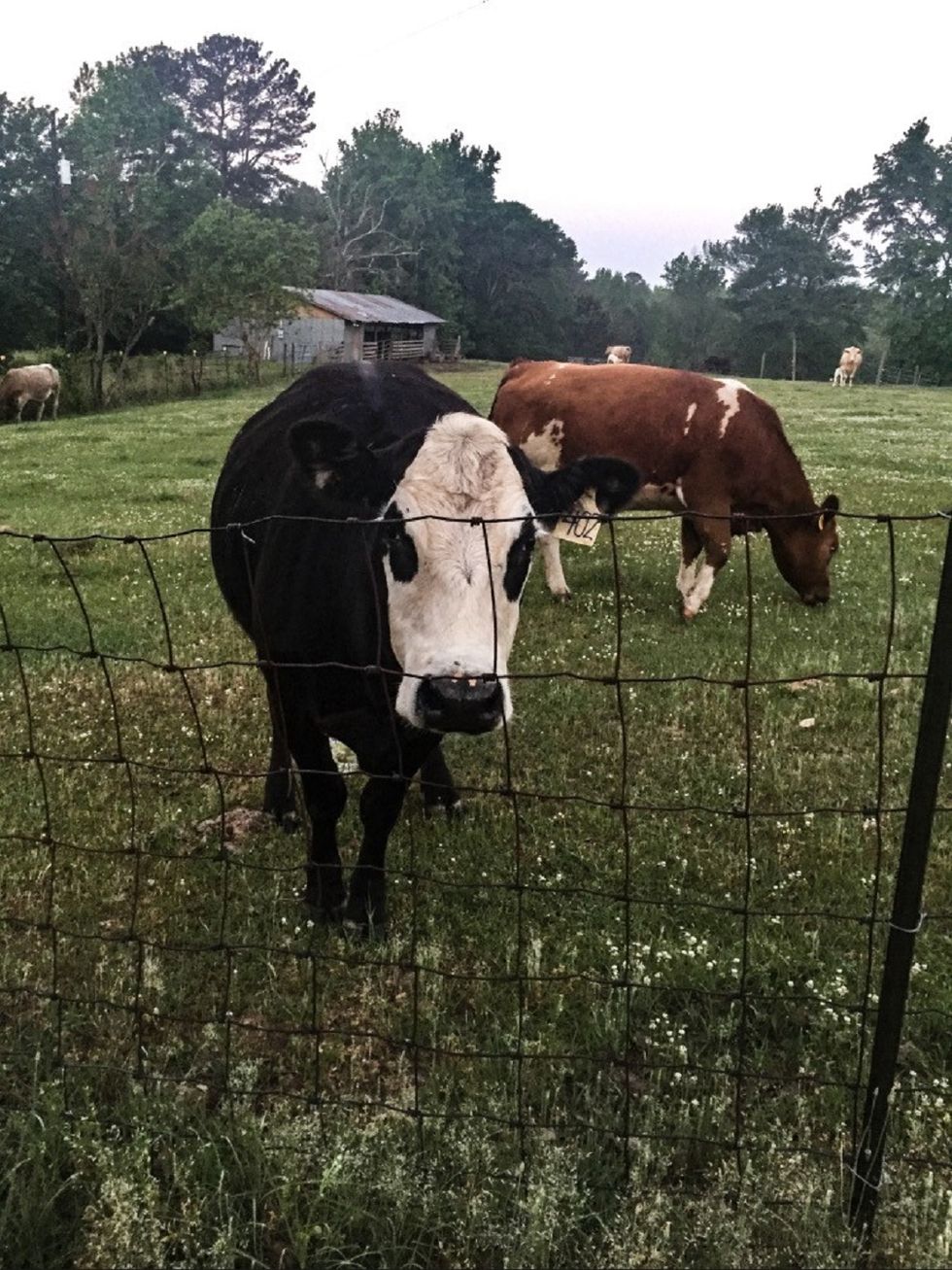 So, You Want To Be A Beef Producer?