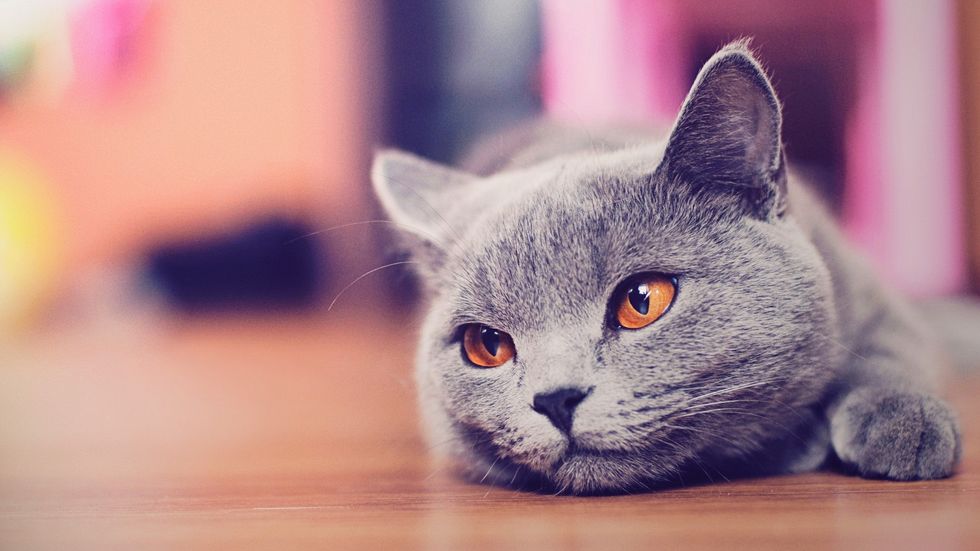 30 Thoughts Your Cat Has When You Come Home From College