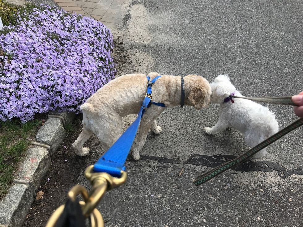 10 Things My Dog Would Do If She Had A Snapchat