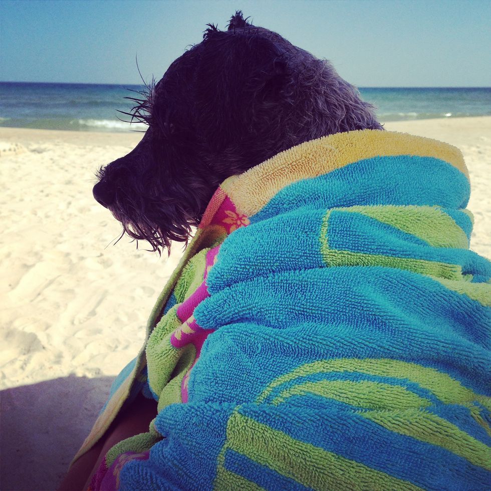 A Letter To My Senior Dog