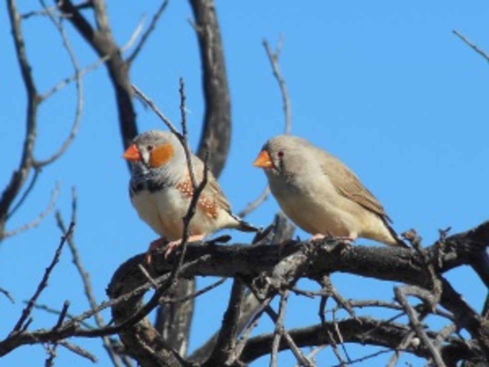 Why Do People Cheat?