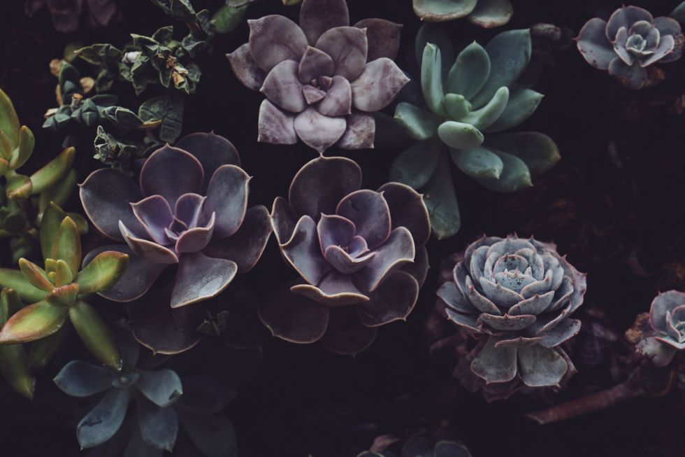10 Adorable Succulents
