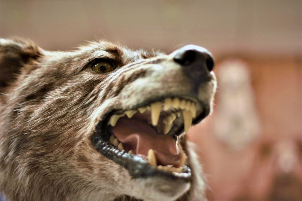 The Beast Inside Us All