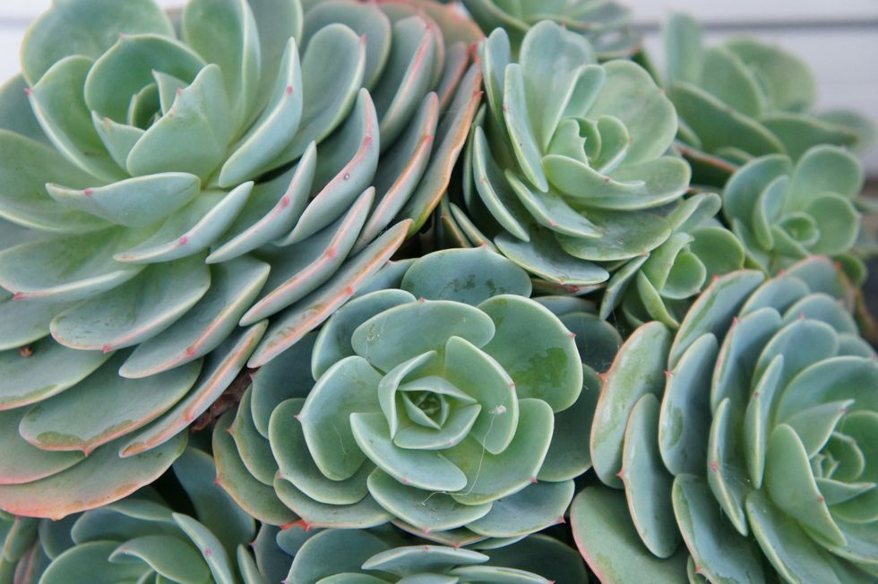10 Creative Ways To Plant Succulents