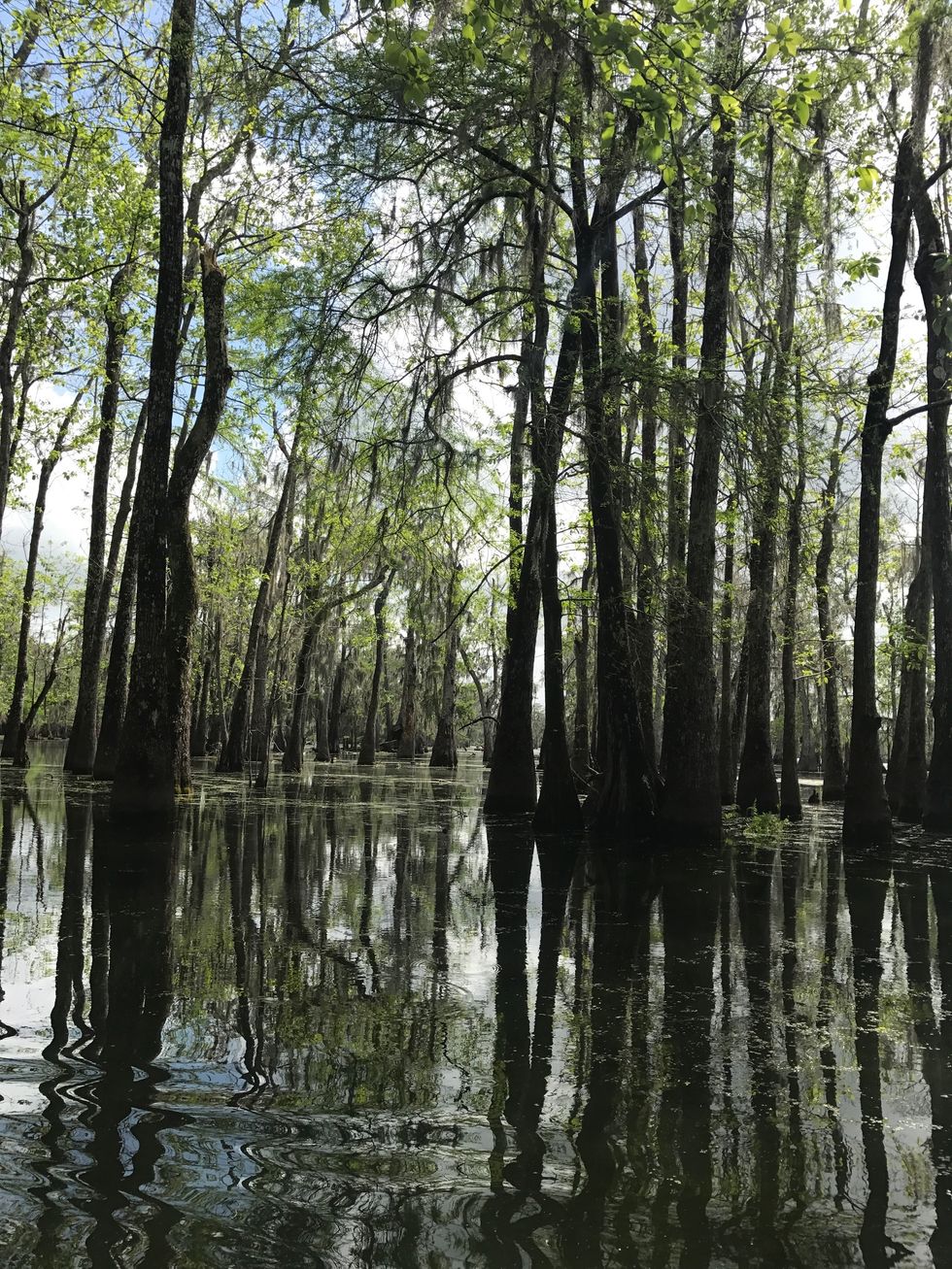 13 Things You Never Knew About Louisiana's Swamps