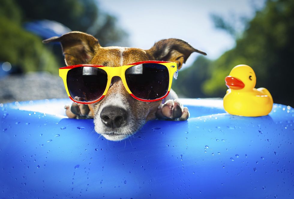 Summer As Told By Dogs