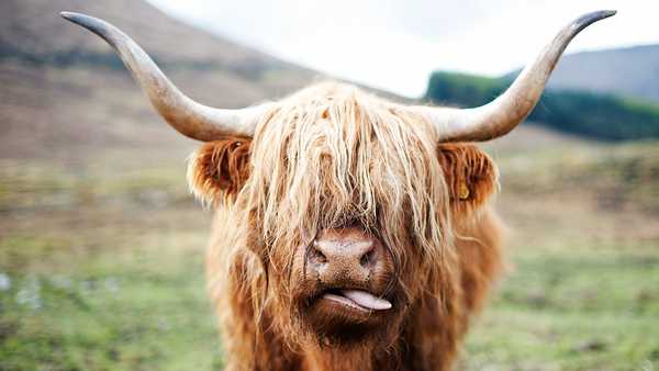 15 Animal GIFs You Need To See Right Now