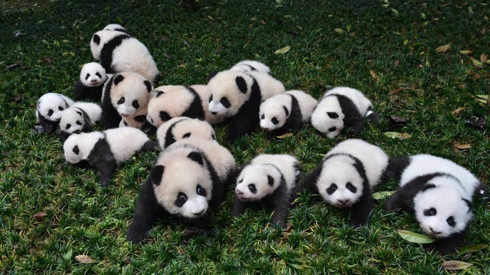 10 Reasons Pandas Are the Best Animal