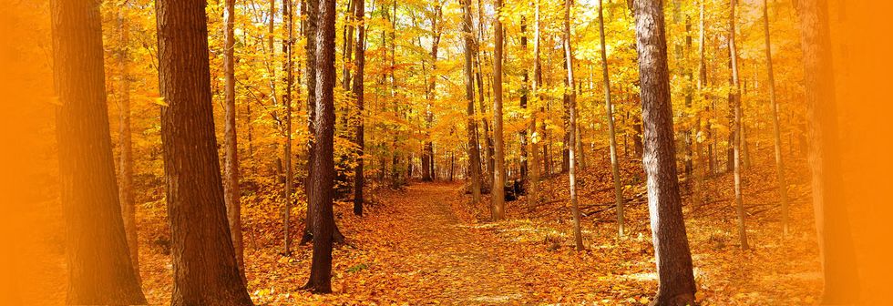 The 5 Must-Do Fall Activities