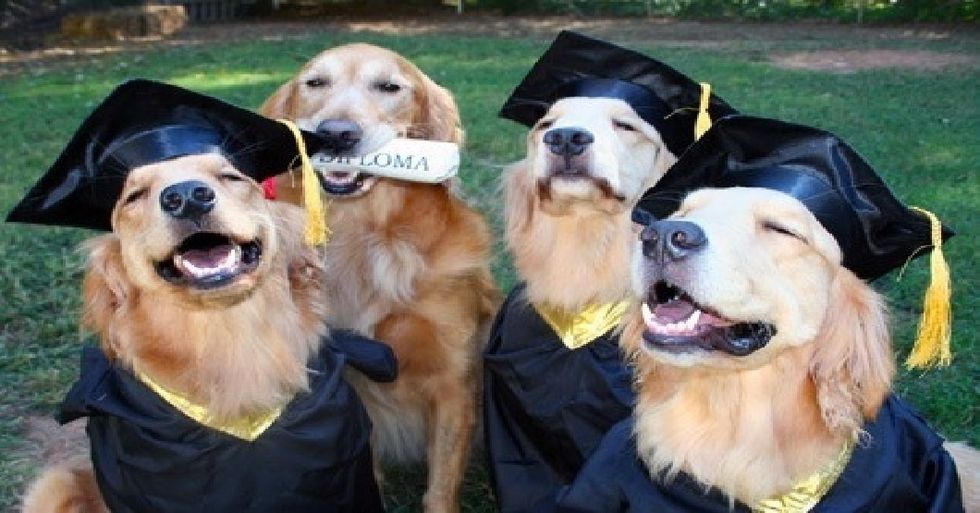 Five Dog Gifs that Sum Up Your Emotions During School