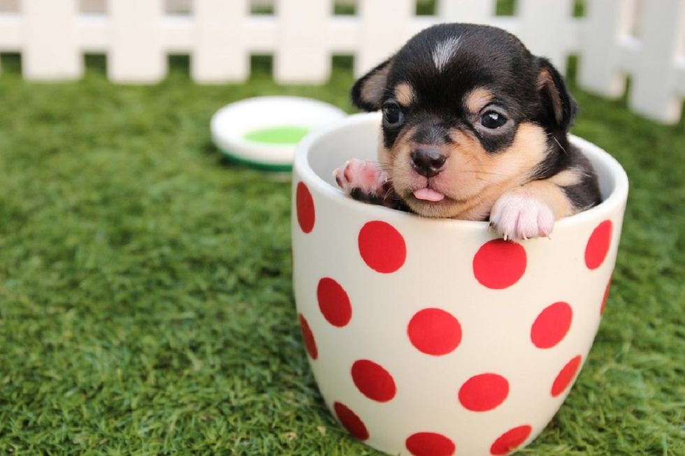 11 Cute Animal GIFs To Make Any Day Better
