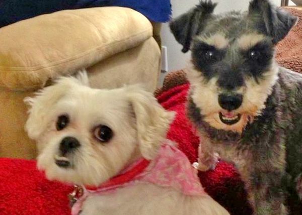 25 Reasons Why My Dog Is Better Than Trump