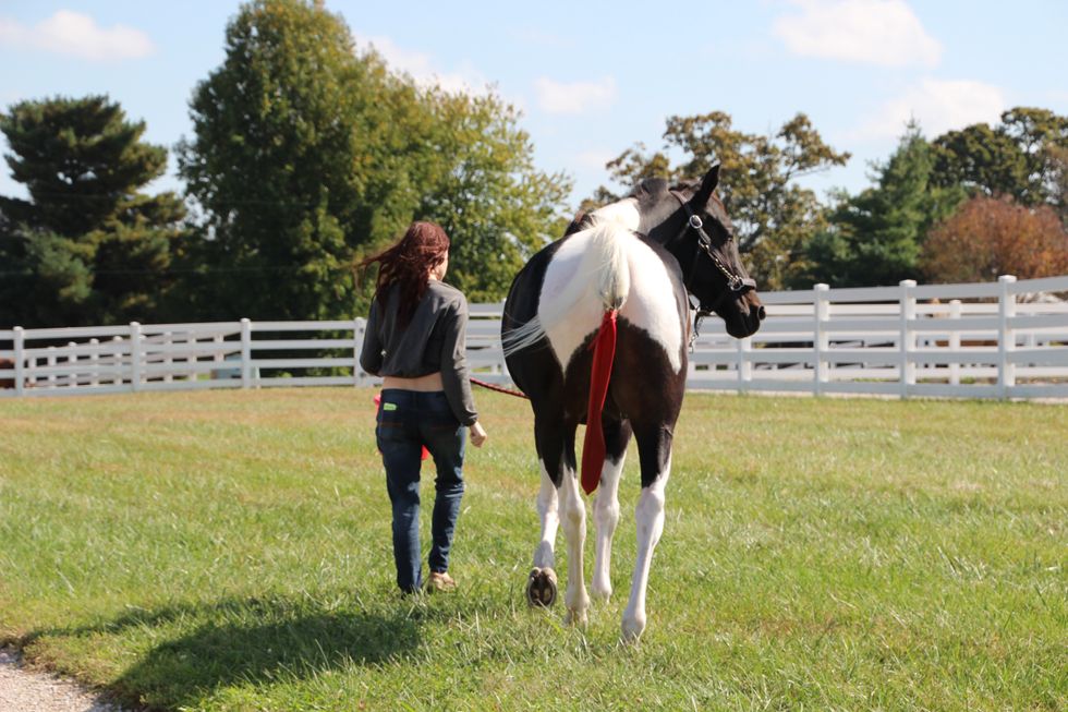6 Things You Learn If You Grow Up A Horse Girl
