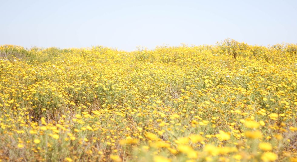 Summer Is Almost Here Playlist