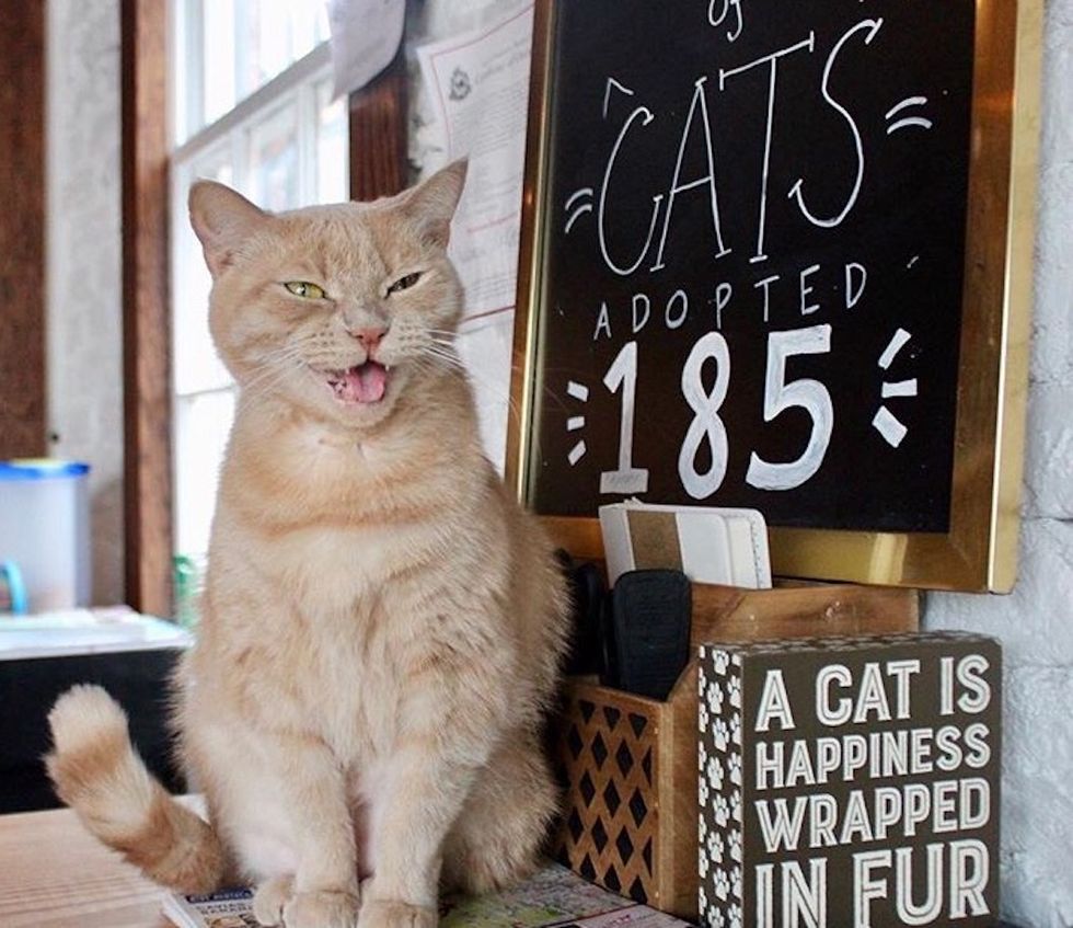 6 Things You Always Hear Working At A Cat Cafe