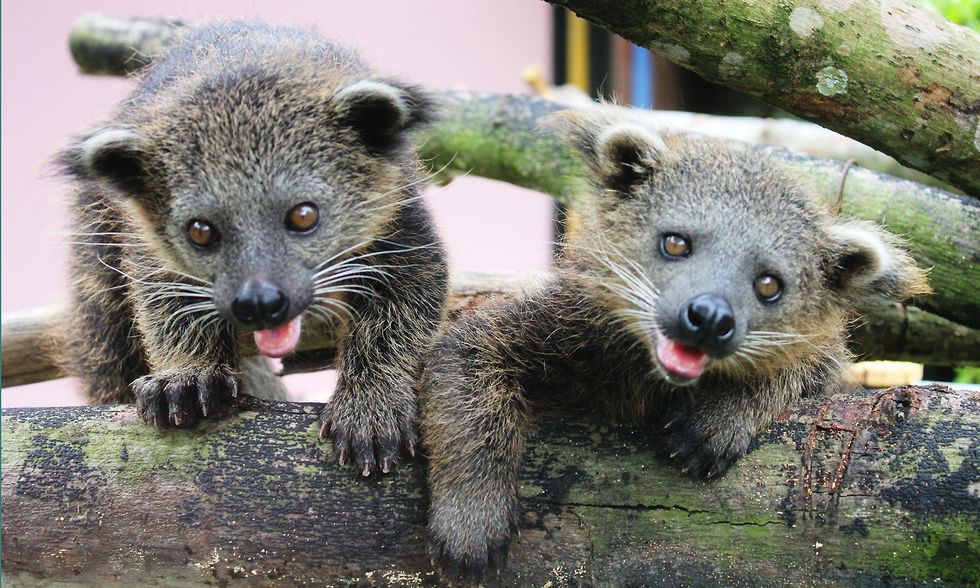 Finding A Point For Pointless Knowledge