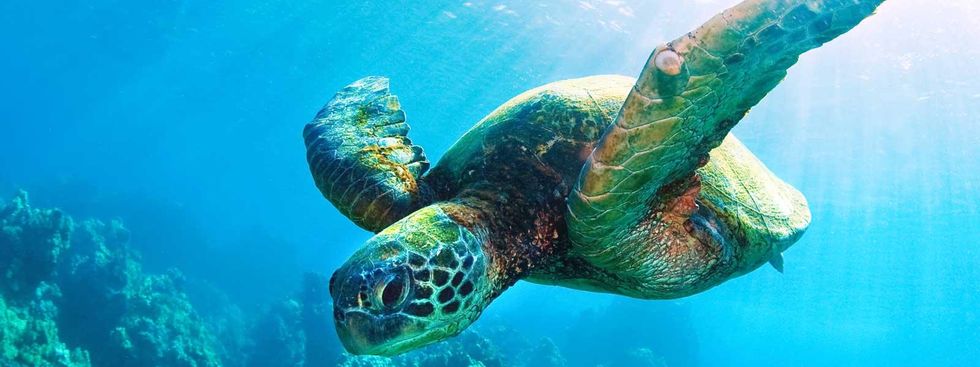 What We Can Learn From Sea Turtles