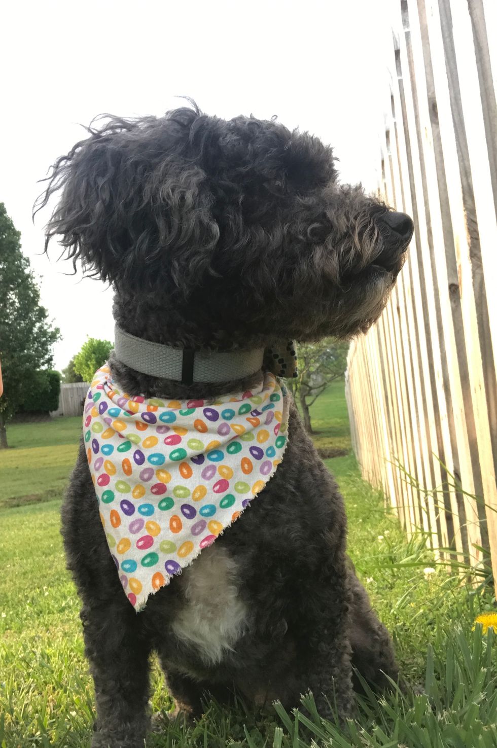 12 Signs You're Definitely Obsessed With Your Dog